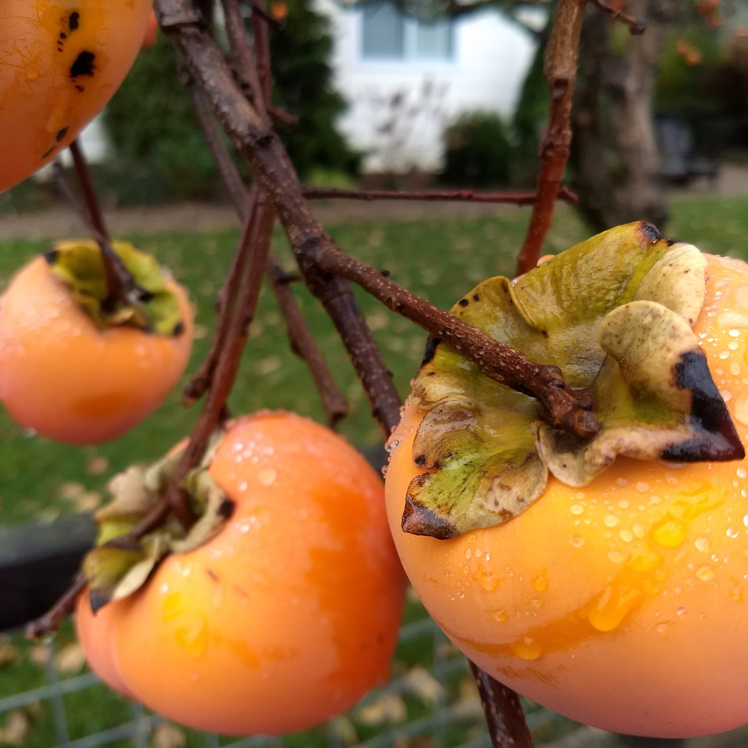 Persimmon _2_300x 300