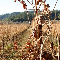 Sauvignon Blanc in January