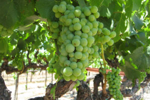 Chardonnay July 300X200