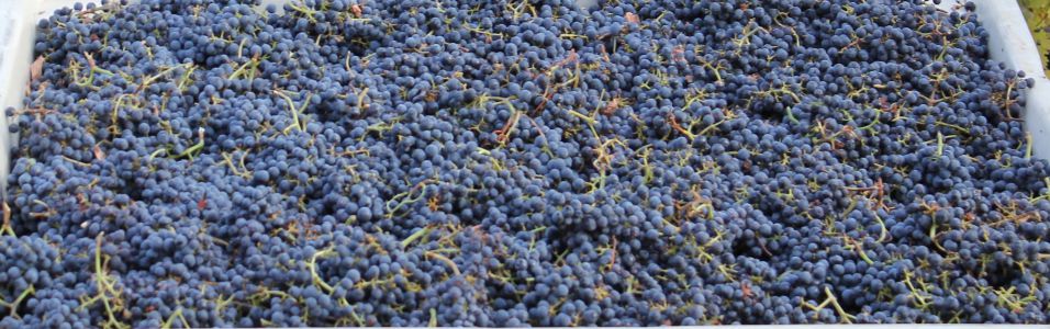 Cabernet Grapes Harvest Banner