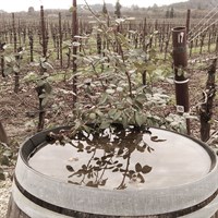 Barrel In Rain