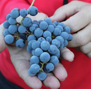 Cab Grapes At Harvest 300X300