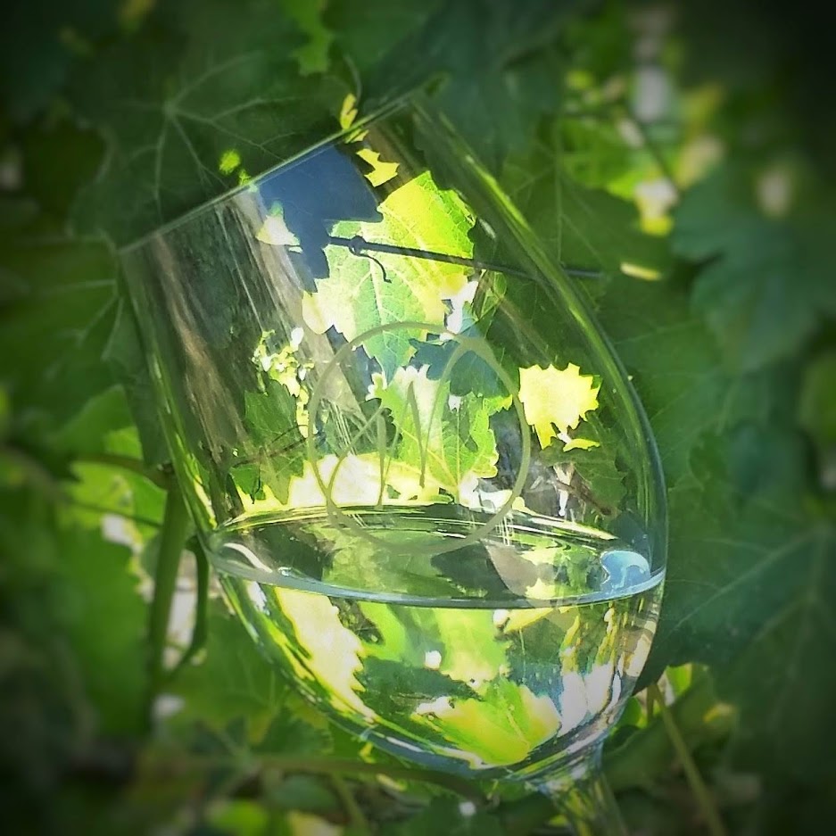 White _wine _vineyard _vines