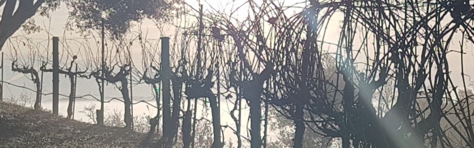Banner January Vineyard