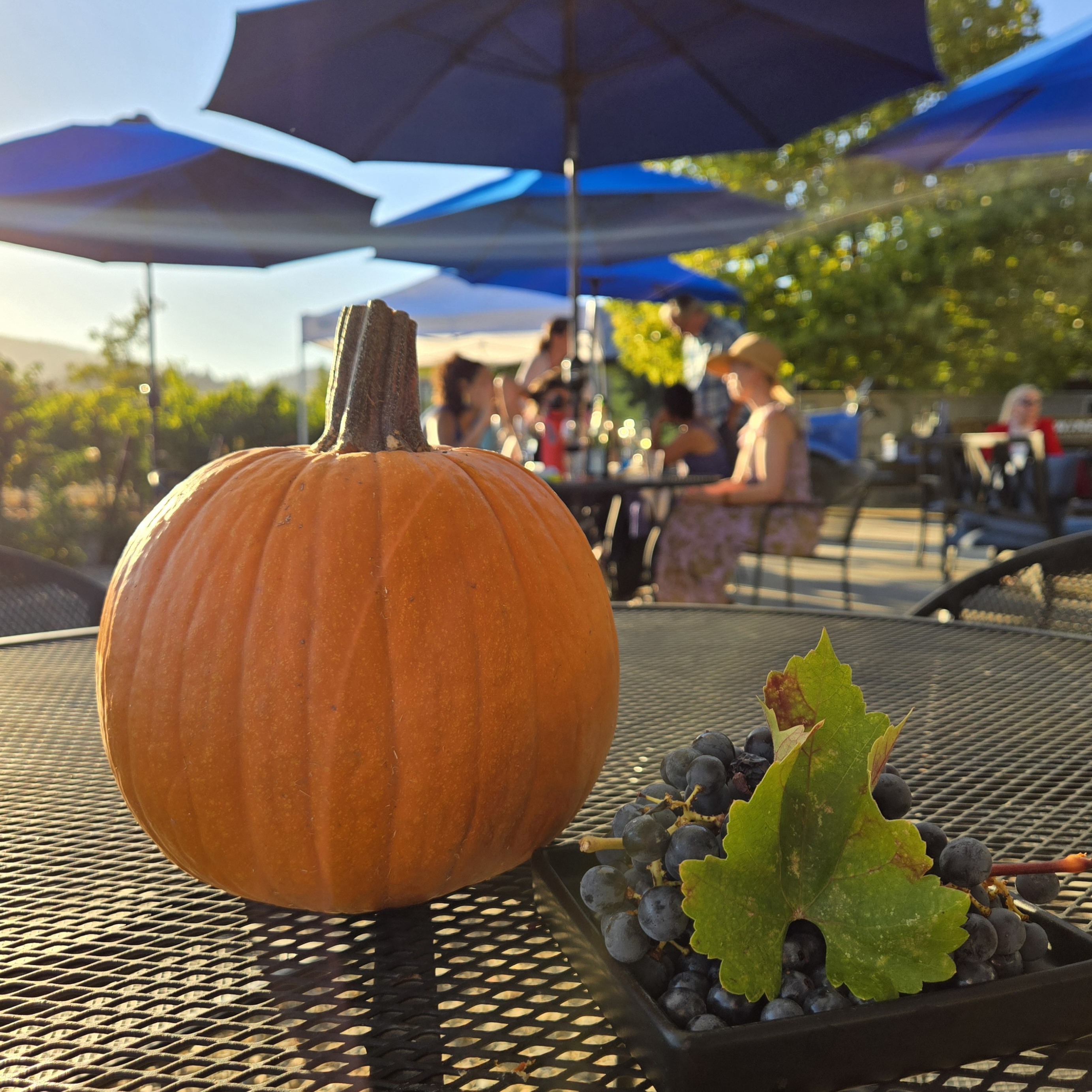 Pumpkin Square